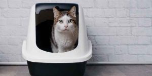 Choosing Cat Litter
