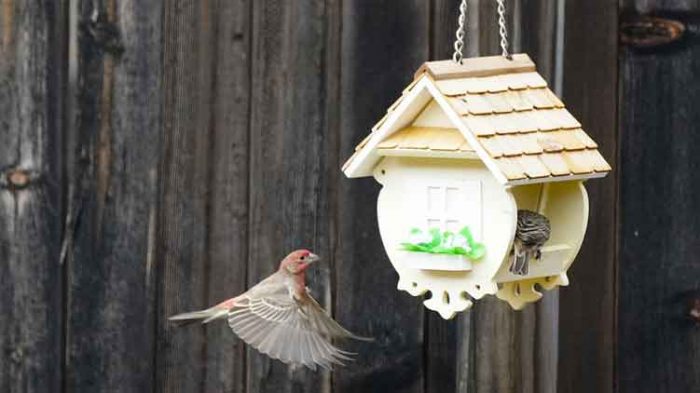 Types of Bird Houses and the Birds They House
