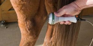 How Frequently will My Horse Require Laser Therapy
