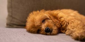 Tips for Taking Care of Your Goldendoodle