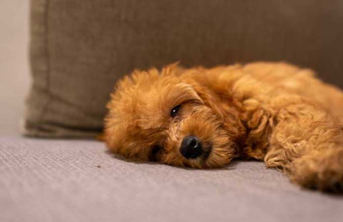Tips for Taking Care of Your Goldendoodle